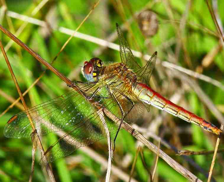 orthetrum? Sympetrum fonscolombii, femmina rossa!